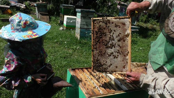 Горный мед Боярышник, Липа, Лес