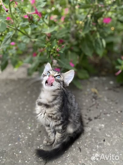 Отдам котёнка в заботливые руки