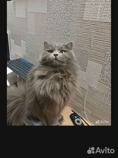 Метисы сибирской кошки