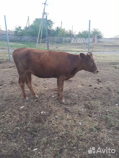 Прод. Коровы, телята подсосные.цена договорная