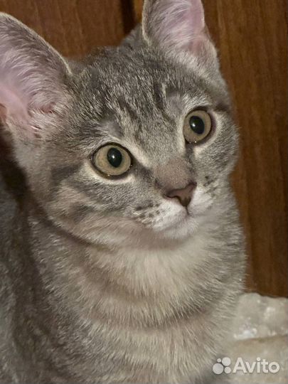 Котята