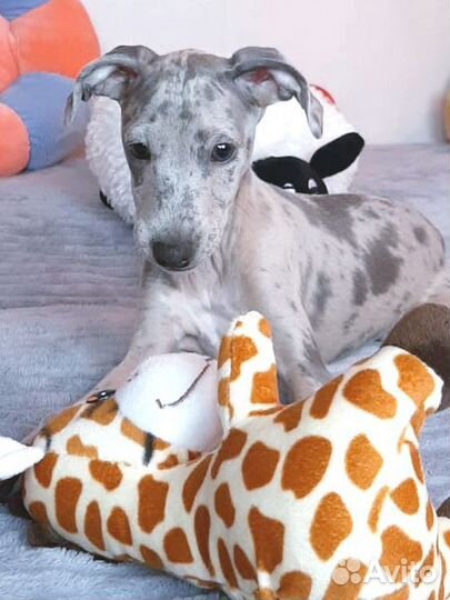 Голубой мрамор, мальчик