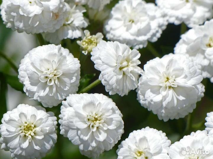 Жемчужница(тысячелистник)