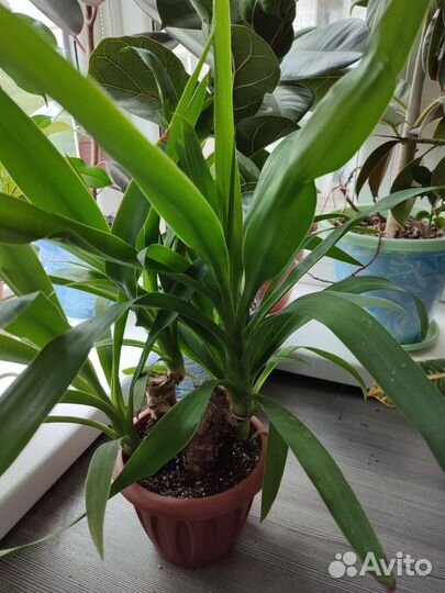 Пальма юкка