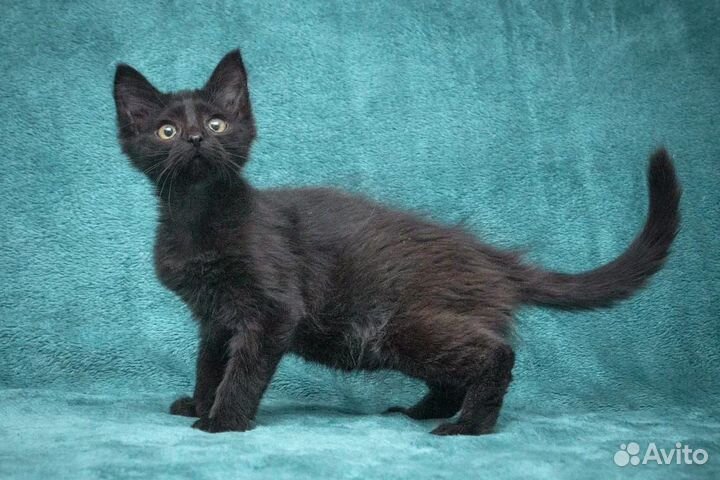 Котёнок Винтик