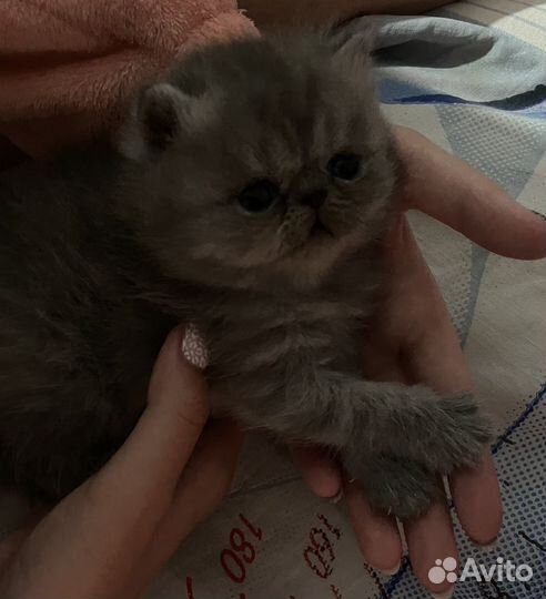Кошка экзот