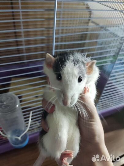 Крыса с клеткой