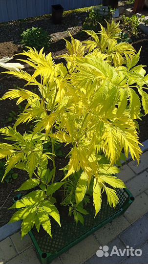 Растения для сада