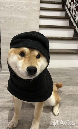 Вязка собак-случка