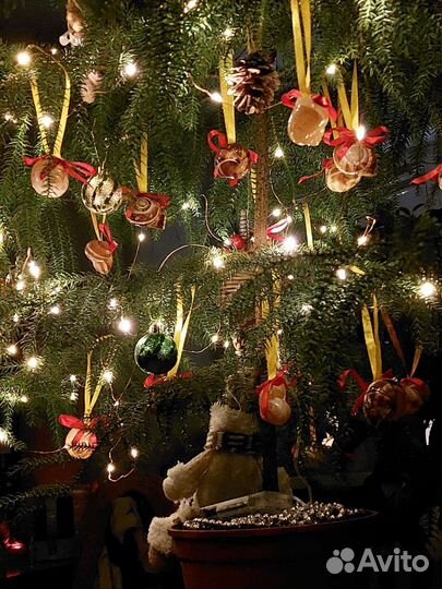 Араукария чилийская