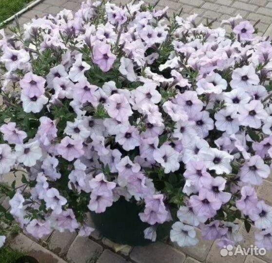 Рассада петунии Тайдал, Опера и петхоа