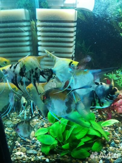 Аквариумные рыбки