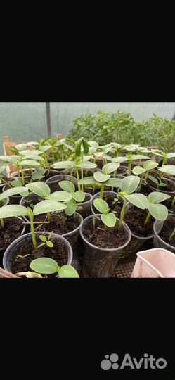Рассада помидор, огурцы клубники,перец,чай мята