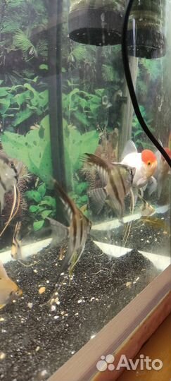 Аквариумные рыбки цихлиды