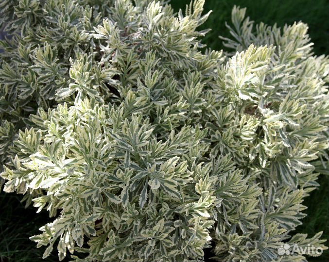 Лаванда саженцы