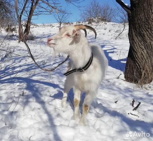 Продается коза