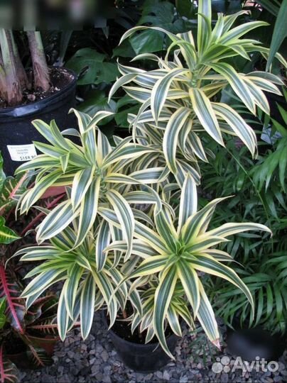 Драцена песня индии