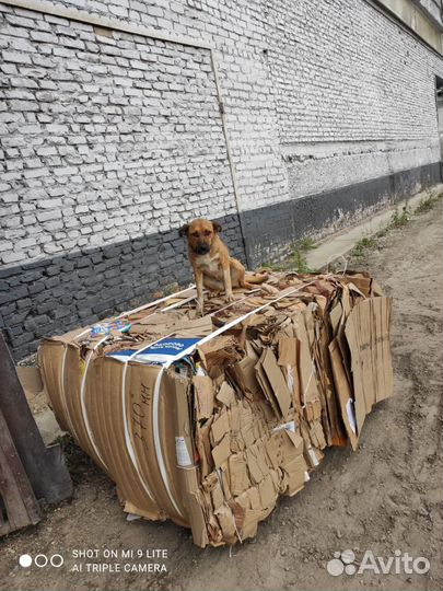 Отдам в добрые руки