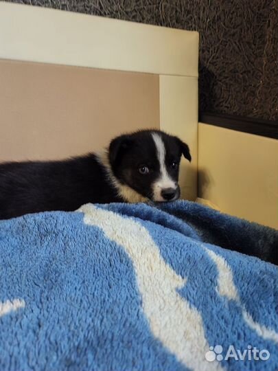 Щенки сибирской хаски