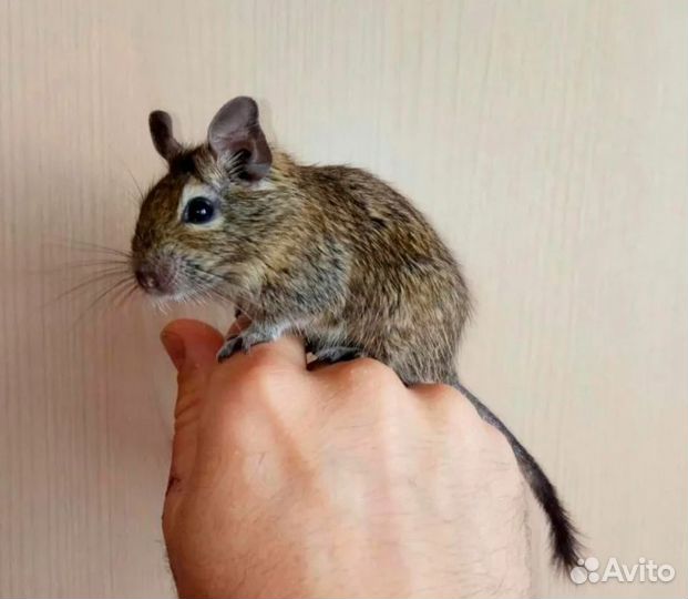 Бельчата Дегу