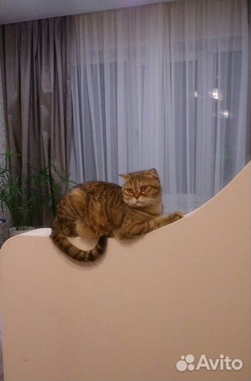 Передержка кошек и грызунов