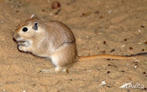 Песчанка природная