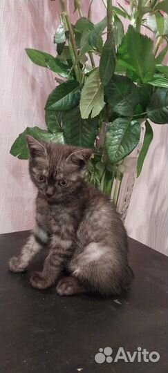 Котики в добрые руки