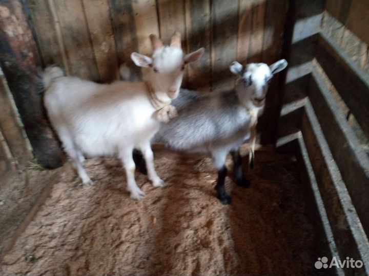 Козы и козлы и корова