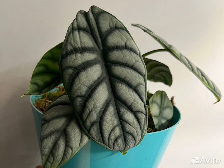 Алоказия Сильвер Драгон (клубни)