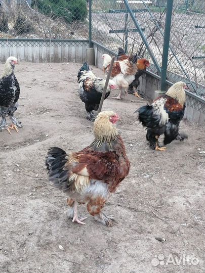 Инкубационное яйцо