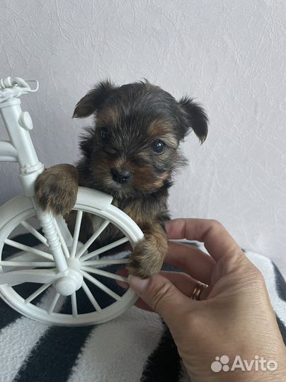 Йоркширский терьер