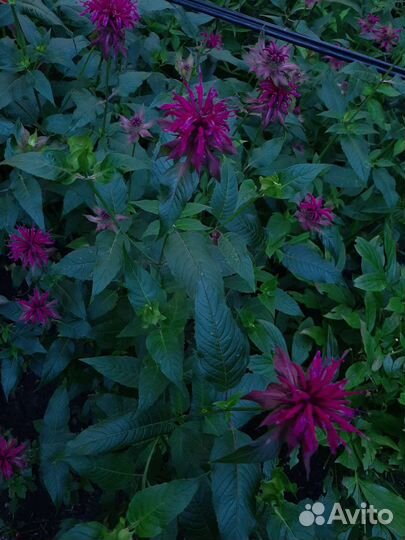 Монарда, флоксы, лилейники и другие многолетники