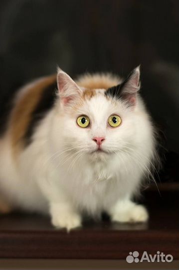 Кошечка Монро