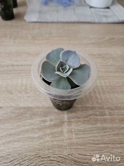 Суккуленты