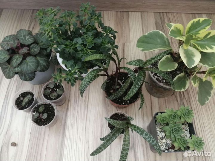 От 5 июня Зеленый своп/продажа комнатные растения