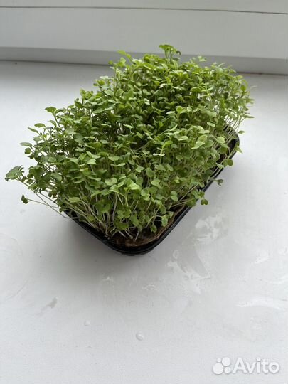 Микрозелень горчица