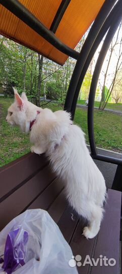 Вязка кошки мейн-кун