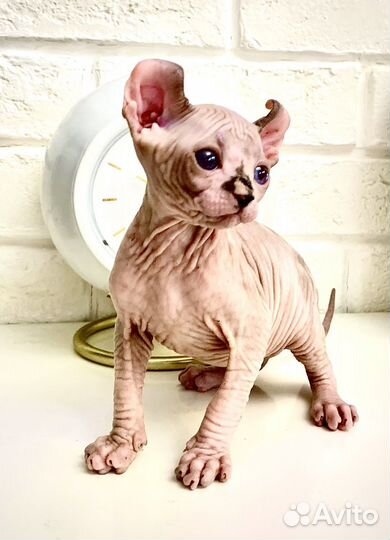 Котенок Эльф