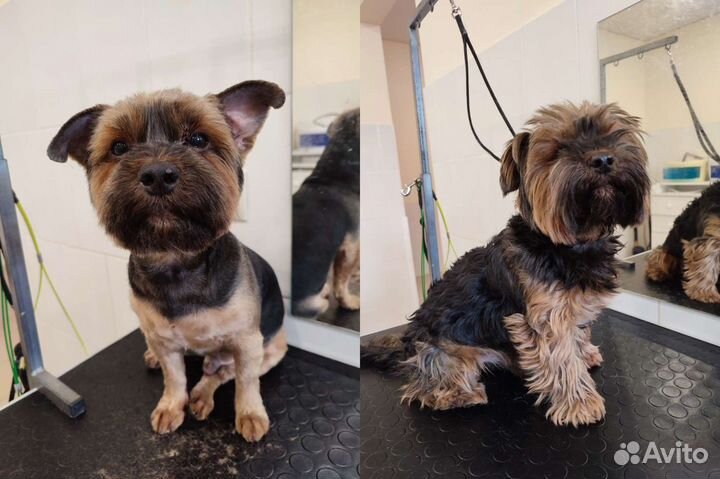 Стрижка собак/стрижка кошек/груминг