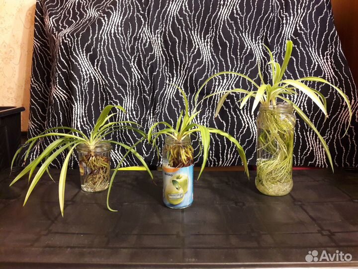 Отростки комнатных цветов