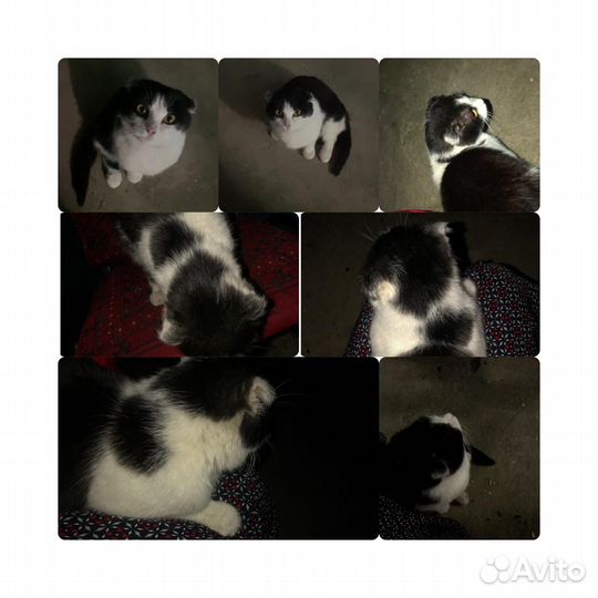 Котенка в добрые руки