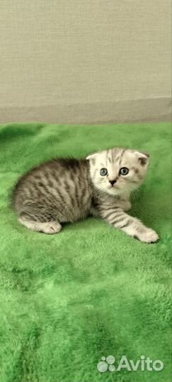 Готовятся к продаже Шотландские котята.1500