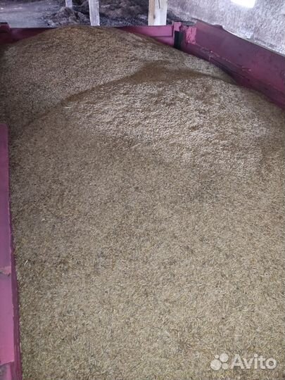 Овёс пшеница