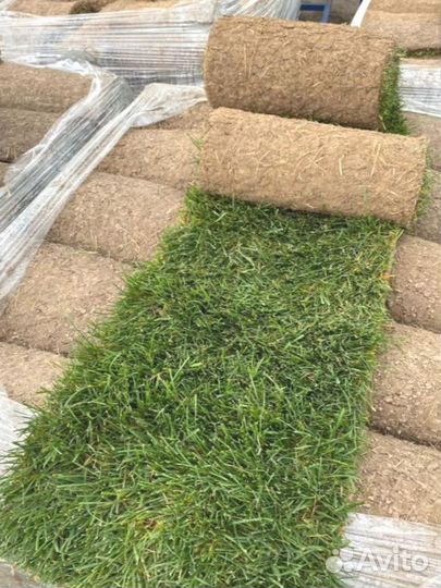 Рулонный газон