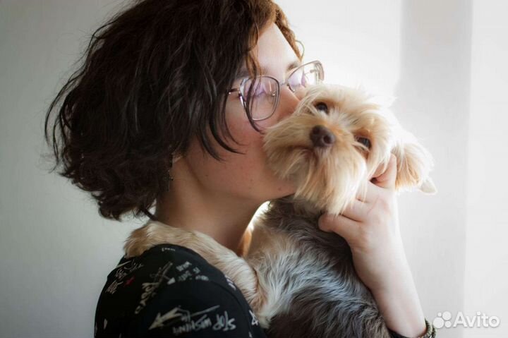 Передержка собак и кошек