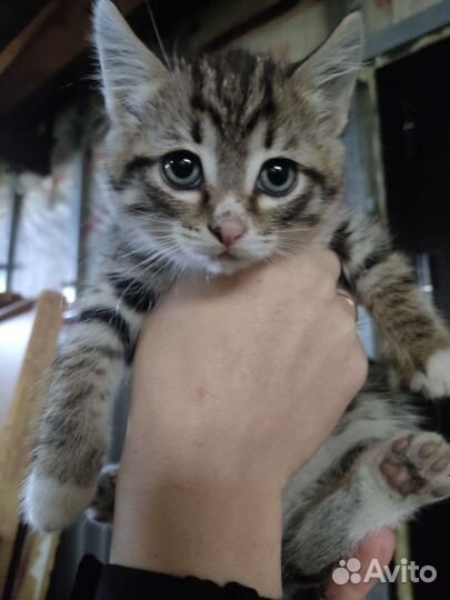 Котёнок мальчик