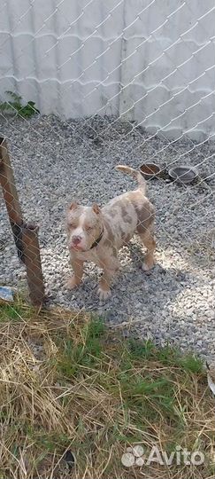 Американский булли покет вязка