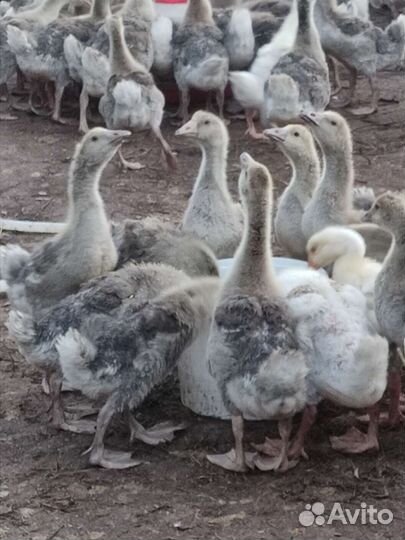 Гуси Серая крупная, мулард, утка бройлерная
