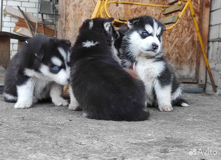 Шенки Сибирской Хаски