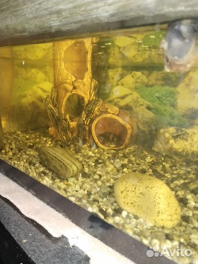 Аквариум